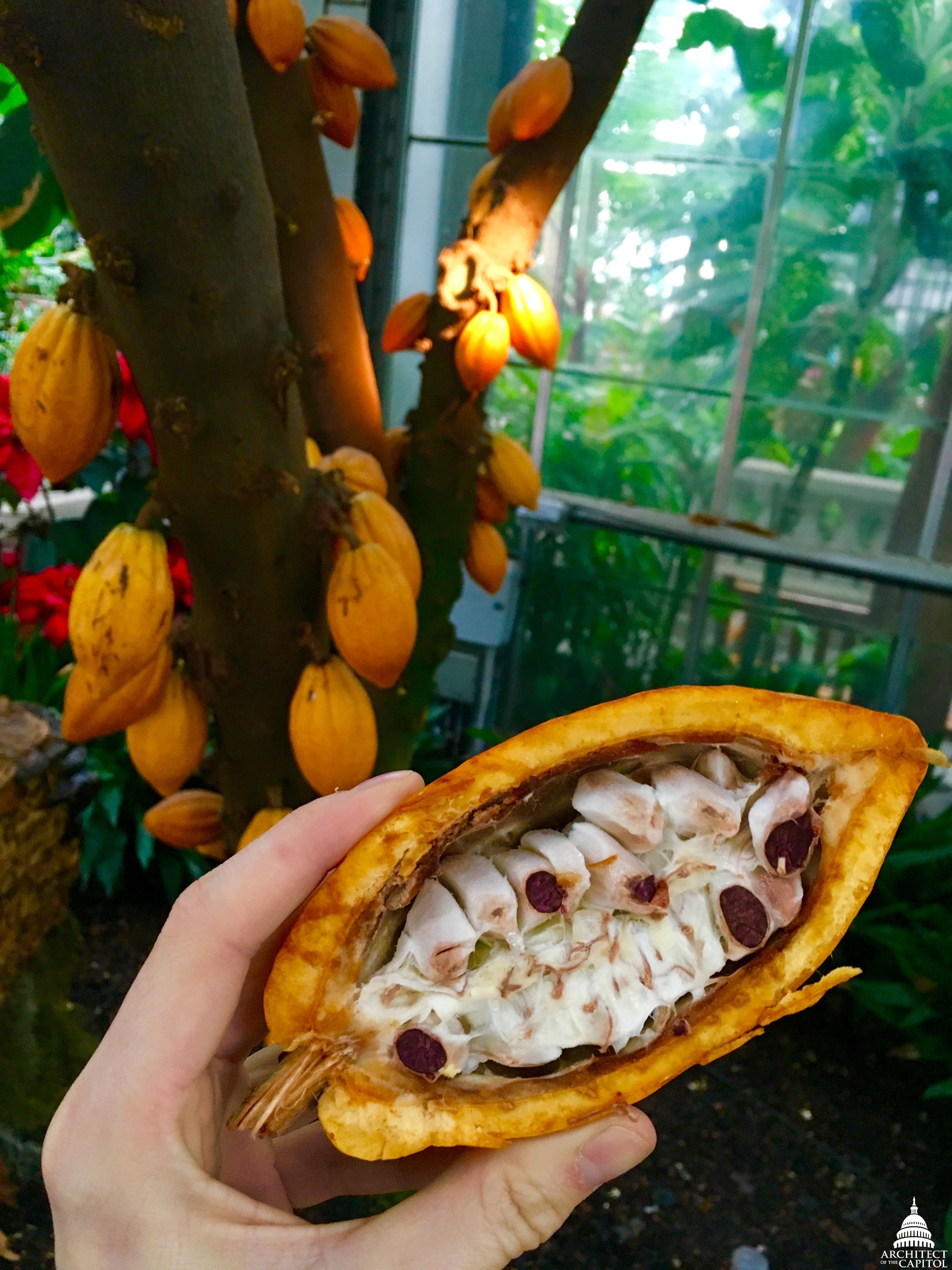 The U.S. Botanic Garden's Theobroma cacao \"chococlate\" tree.