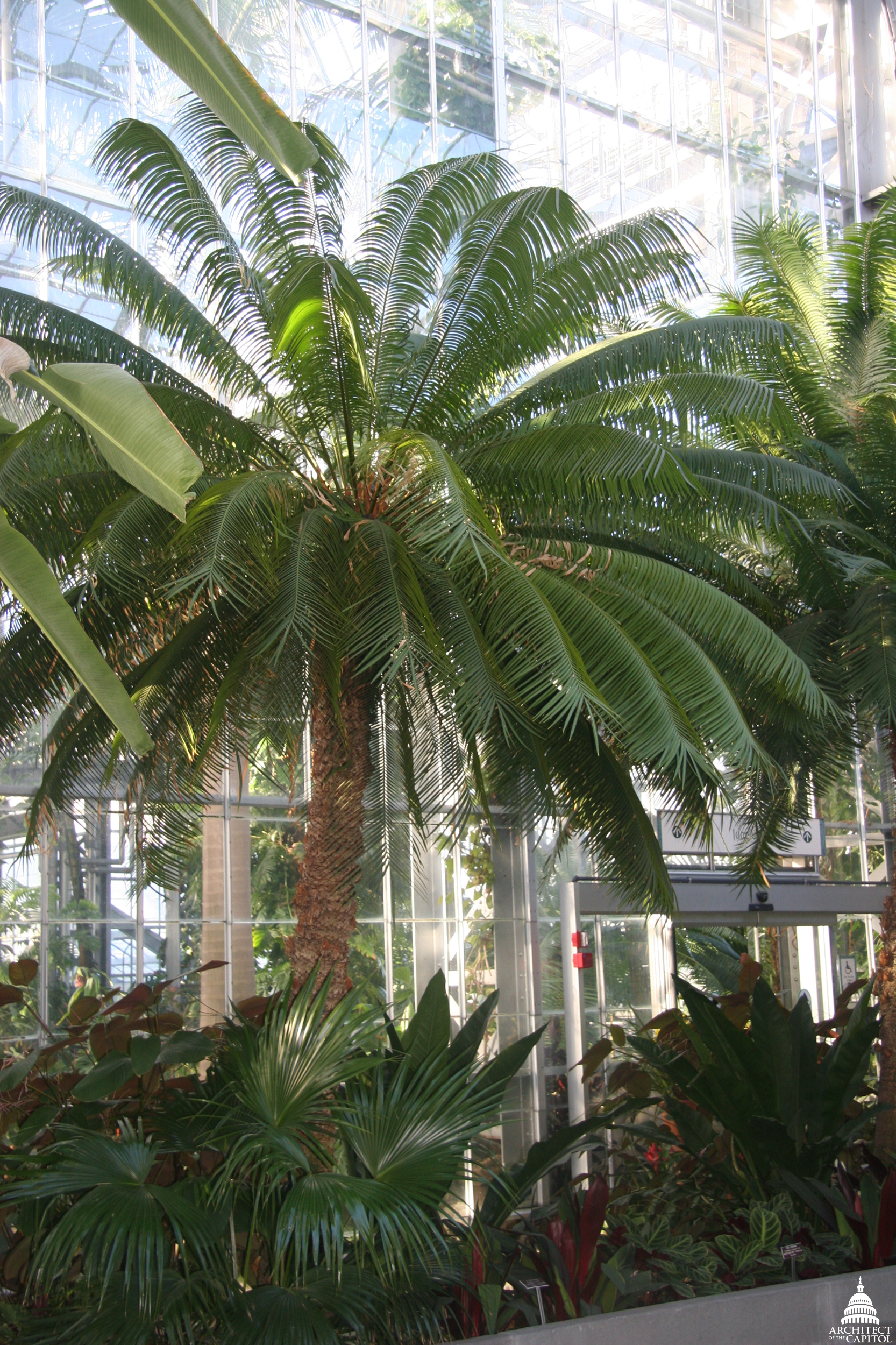 The U.S. Botanic Garden's Wollemi pine.