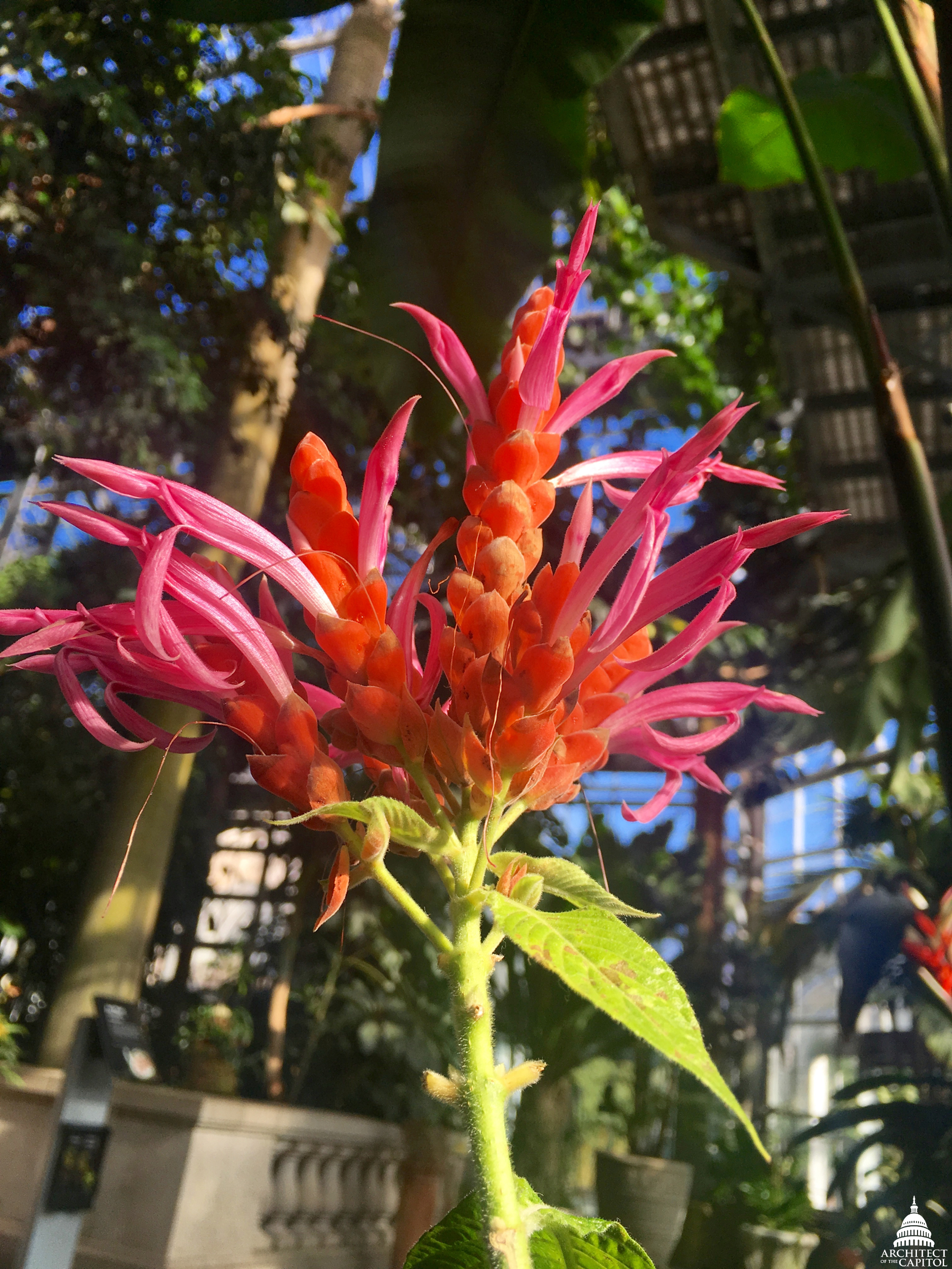 The U.S. Botanic Garden Conservatory is a tropical oasis.