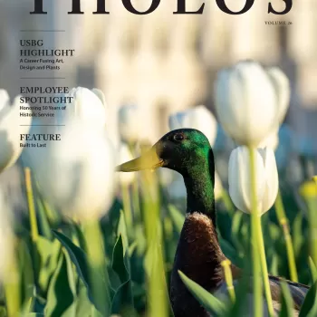 A duck standing in flowers.