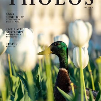 A duck standing in flowers.