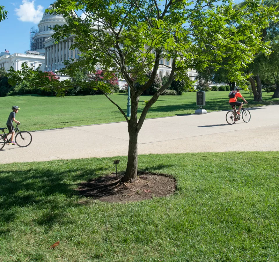 The Wangari Maathai tree on U.S. Capitol Grounds in summer.