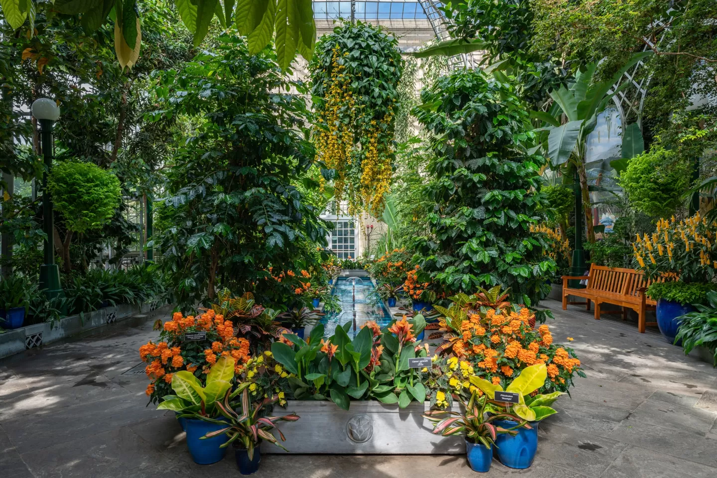 Plants in the U.S. Botanical Garden Conservatory