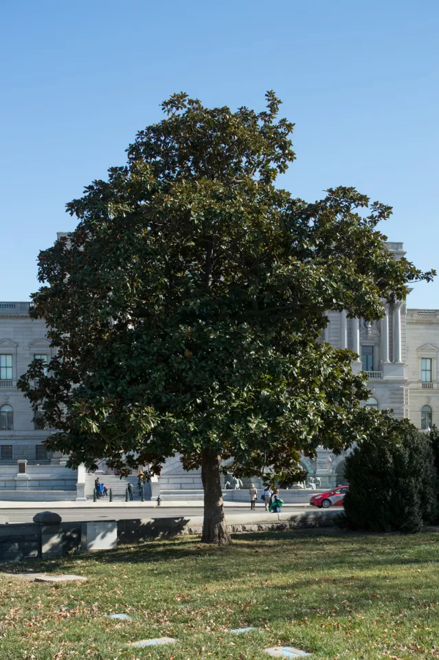 The Rep. Colmer tree on the U.S. Capitol Grounds during fall.
