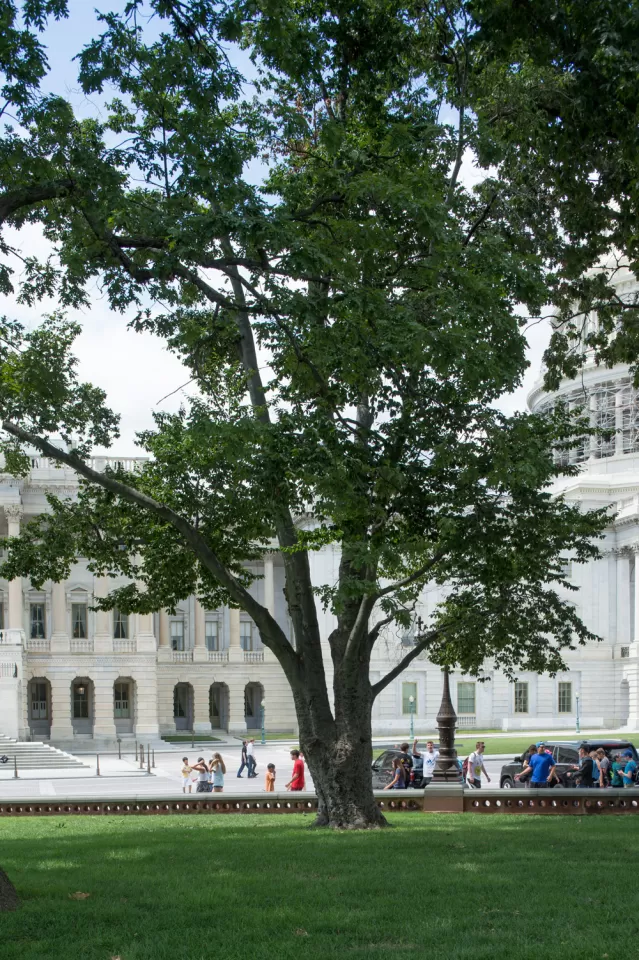 The Rep. Joseph Walsh tree on the U.S. Capitol Grounds during summer.