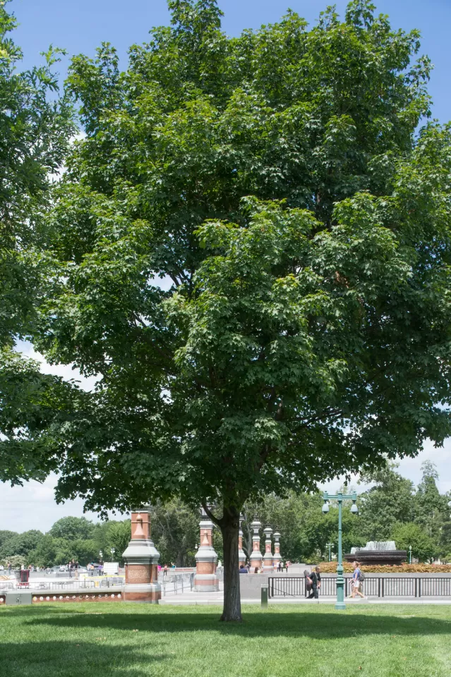 The Speaker Thomas Foley tree on the U.S. Capitol Grounds during summer.