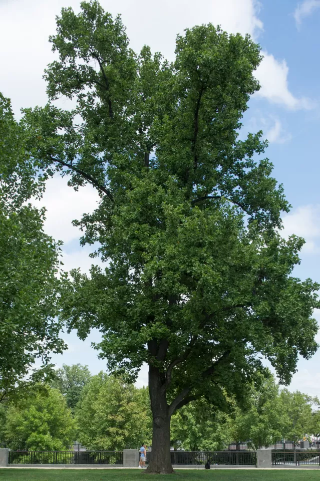 Tree for the state of Indiana on the U.S. Capitol Grounds during summer.