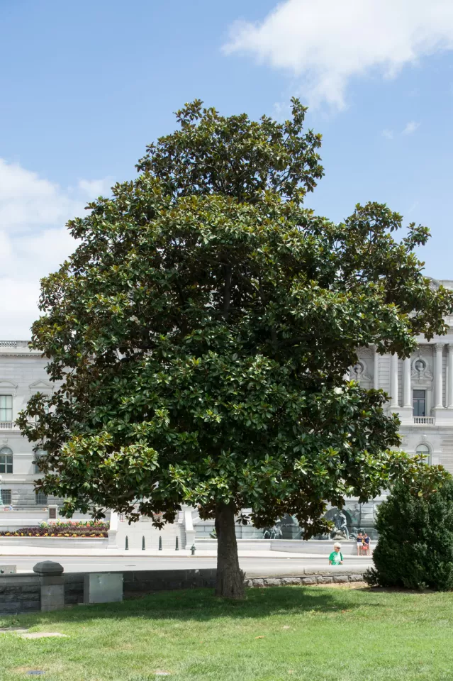 The Rep. Colmer tree on the U.S. Capitol Grounds during summer.