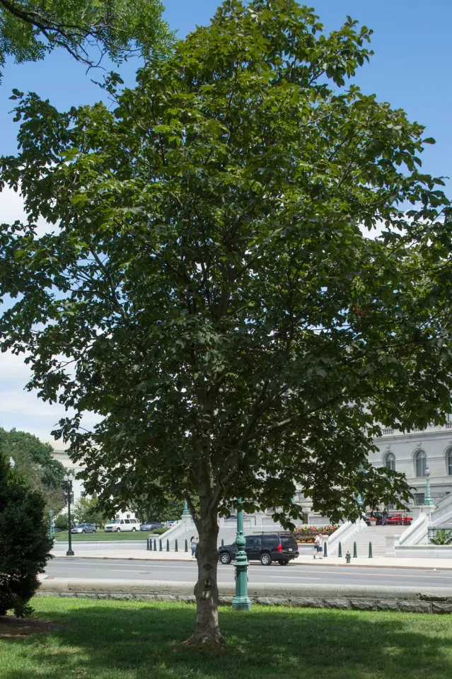 The Rep. Clarence Brown tree on the U.S. Capitol Grounds during summer.