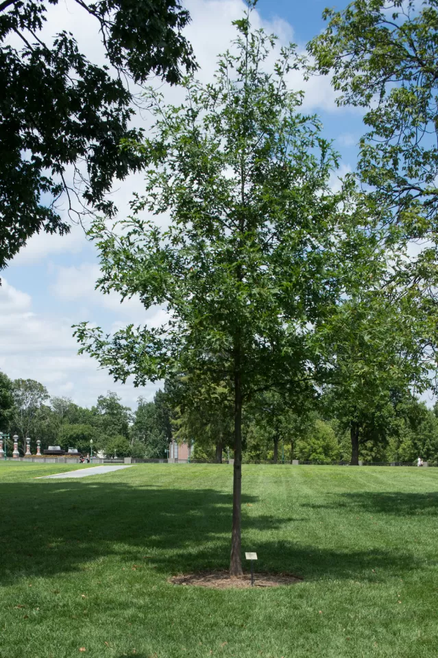 The Speaker Tip O'Neill tree on the U.S. Capitol Grounds during summer.
