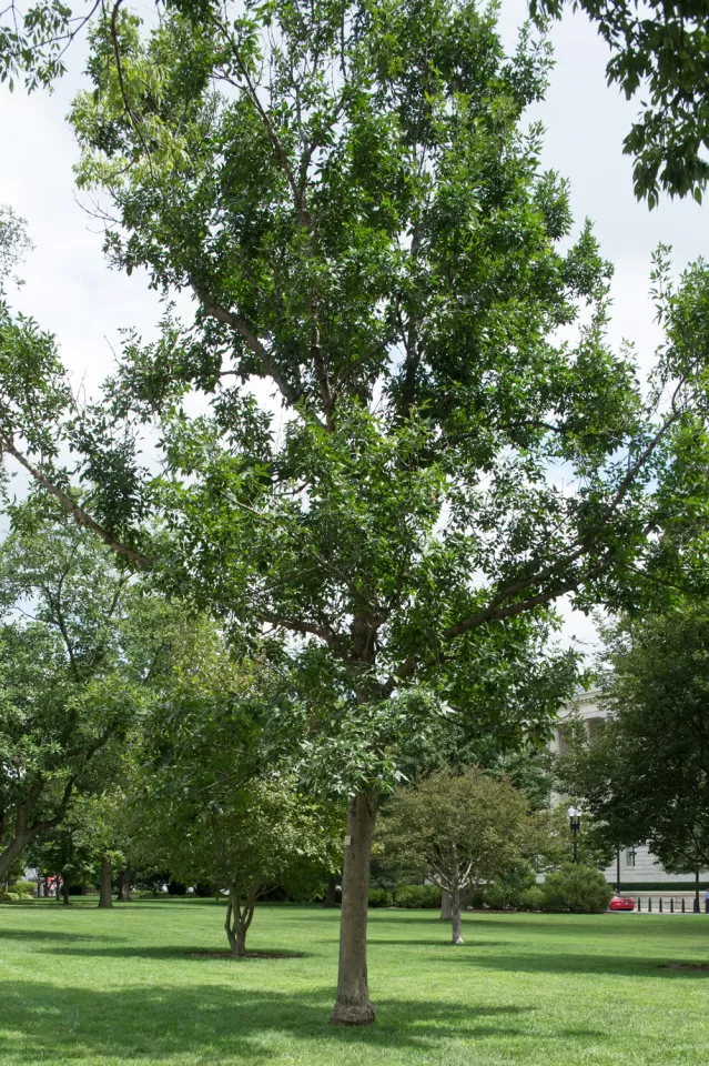 The Rep. Walter Capps tree on the U.S. Capitol Grounds during summer.