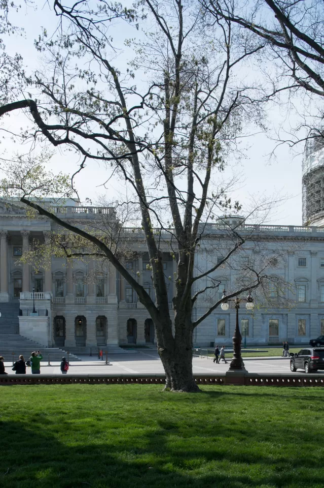 The Rep. Joseph Walsh tree on the U.S. Capitol Grounds during spring.