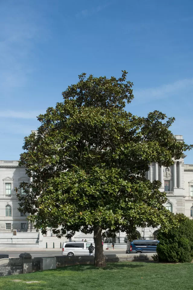 The Rep. Colmer tree on the U.S. Capitol Grounds during spring.