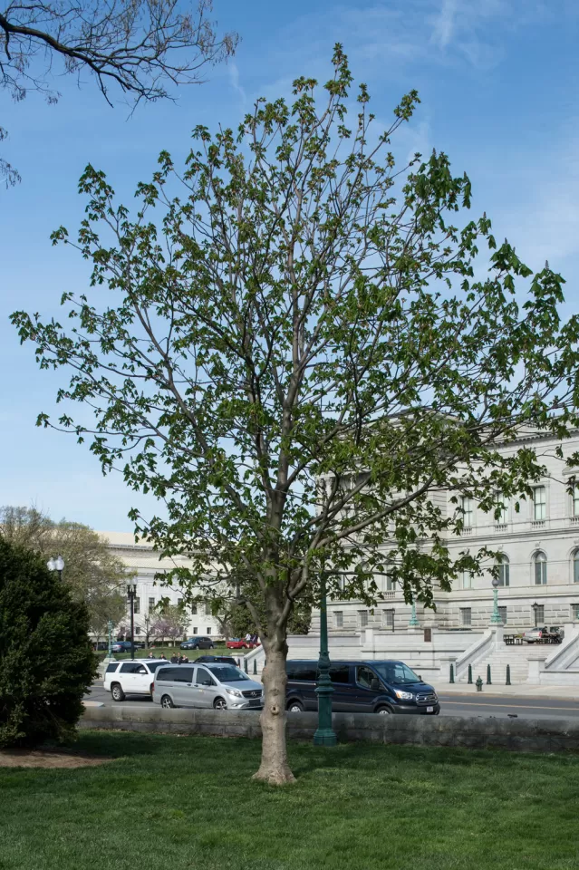 The Rep. Clarence Brown tree on the U.S. Capitol Grounds during spring.