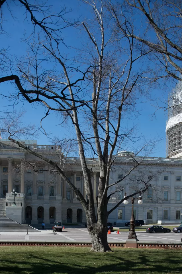 The Rep. Joseph Walsh tree on the U.S. Capitol Grounds during winter.