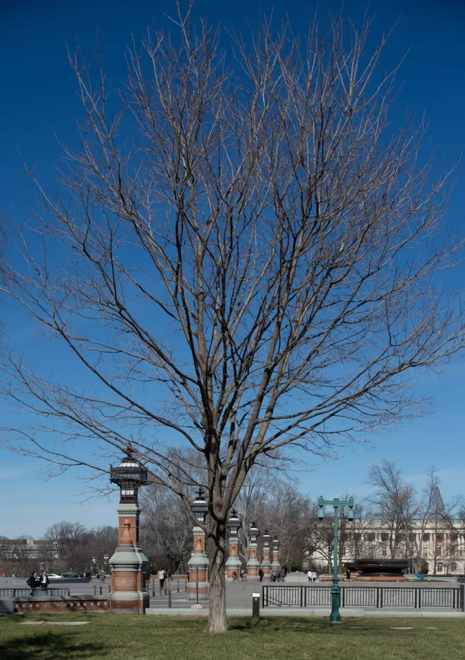 The Speaker Thomas Foley tree on the U.S. Capitol Grounds during winter.