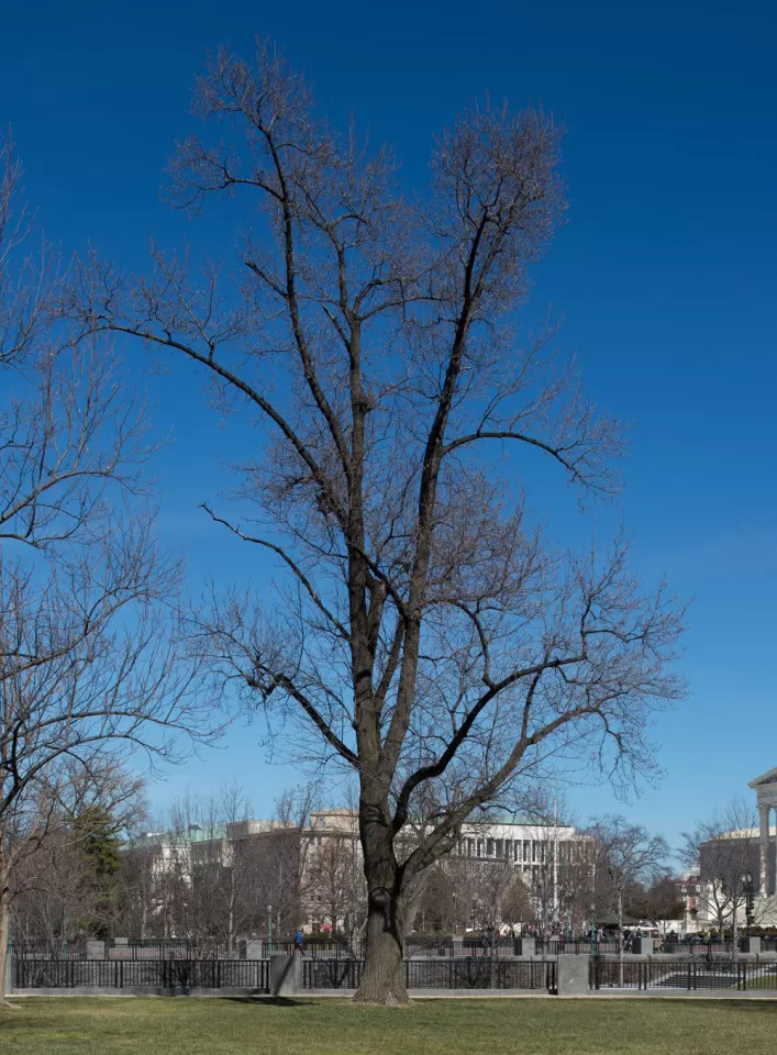 Tree for the state of Indiana on the U.S. Capitol Grounds during winter.