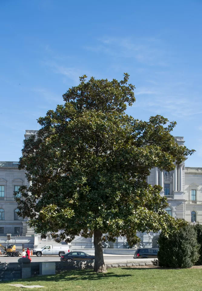 The Rep. Colmer tree on the U.S. Capitol Grounds during winter.