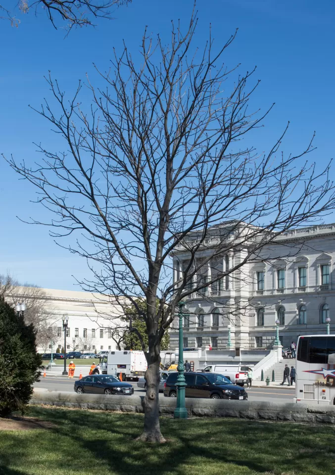 The Rep. Clarence Brown tree on the U.S. Capitol Grounds during winter.