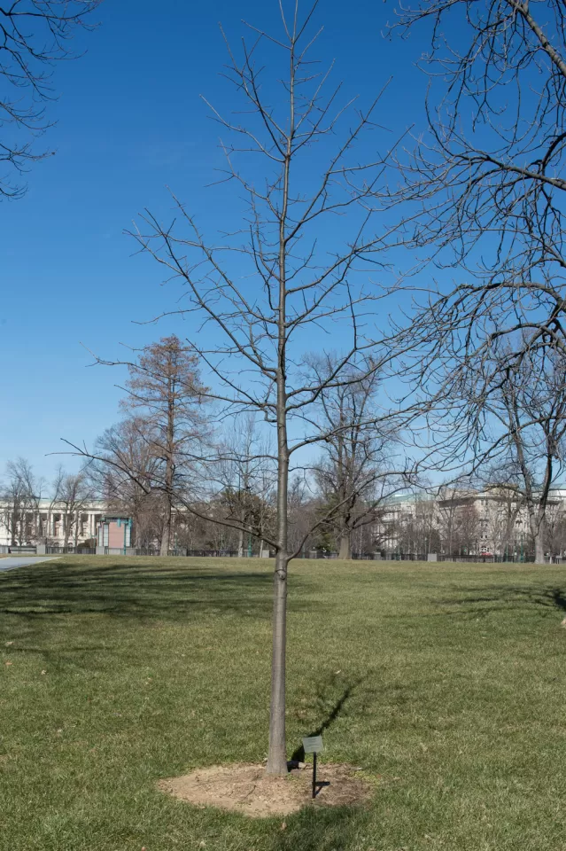 The Speaker Tip O'Neill tree on the U.S. Capitol Grounds during winter.