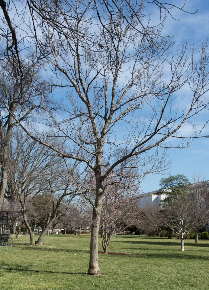 The Rep. Walter Capps tree on the U.S. Capitol Grounds during winter.