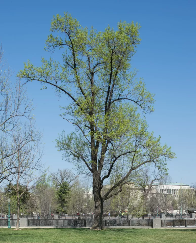 Tree for the state of Indiana on the U.S. Capitol Grounds during spring.