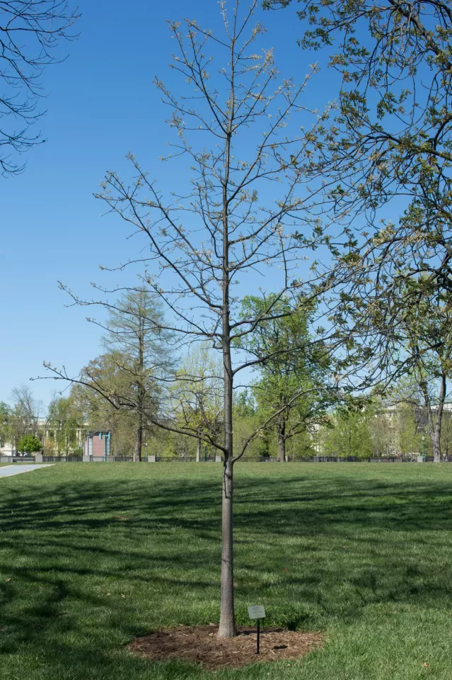 The Speaker Tip O'Neill tree on the U.S. Capitol Grounds during spring.