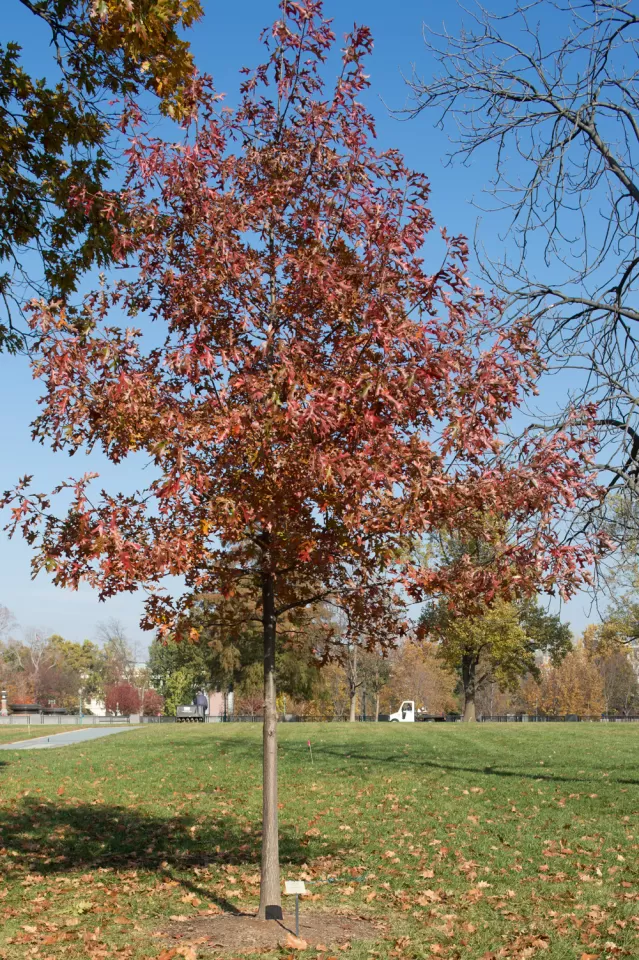 The Speaker Tip O'Neill tree on the U.S. Capitol Grounds during fall.