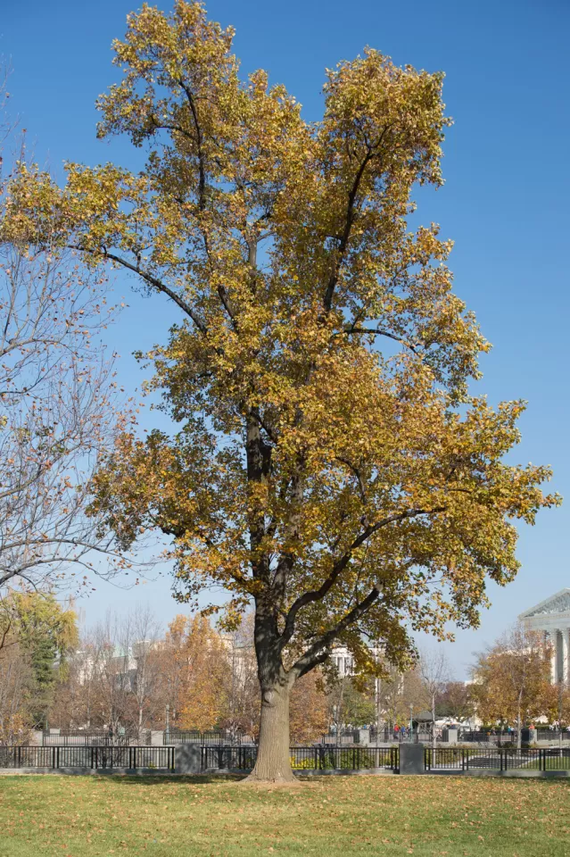 Tree for the state of Indiana on the U.S. Capitol Grounds during fall.