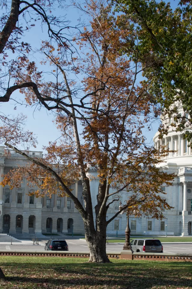 The Rep. Joseph Walsh tree on the U.S. Capitol Grounds during fall.