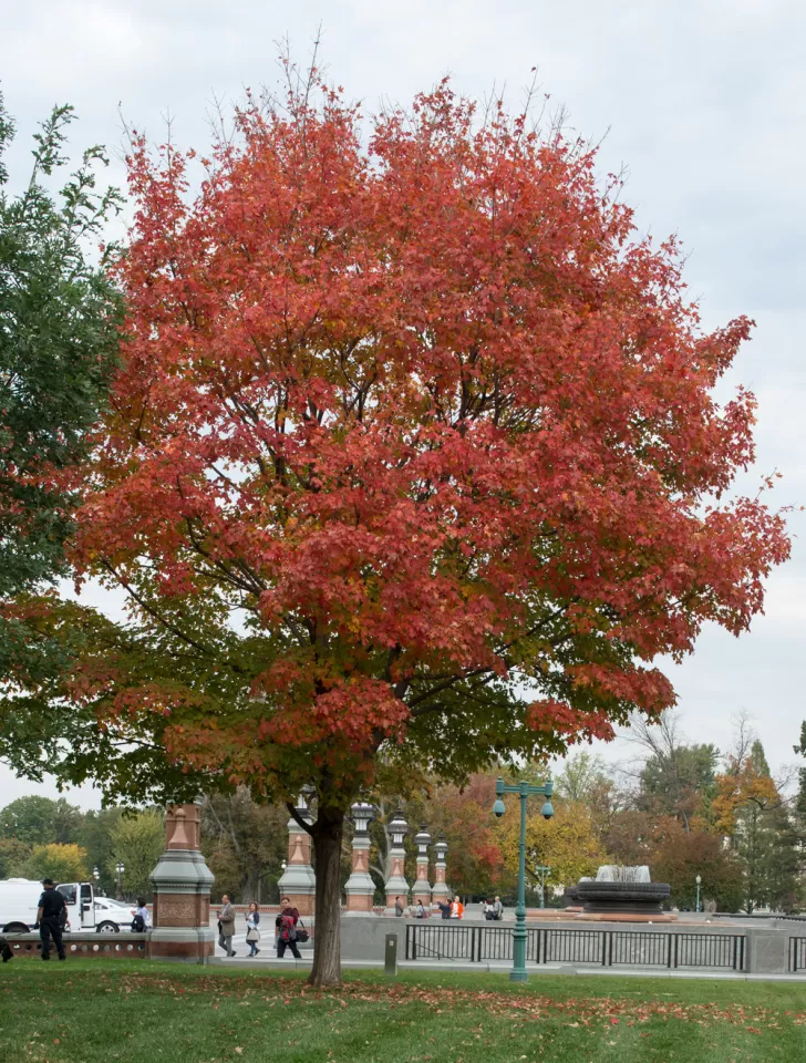 The Speaker Thomas Foley tree on the U.S. Capitol Grounds during fall.