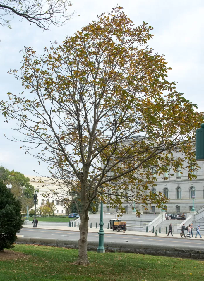 The Rep. Clarence Brown tree on the U.S. Capitol Grounds during fall.
