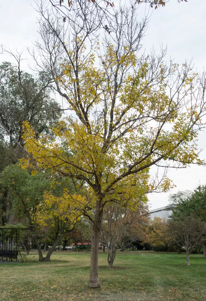 The Rep. Walter Capps tree on the U.S. Capitol Grounds during fall.