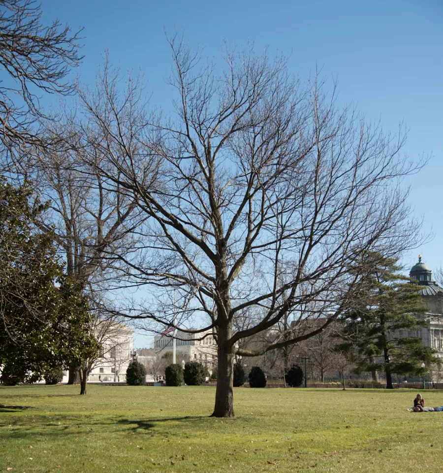 The Senator Saltonstall tree on the U.S. Capitol Grounds during winter.