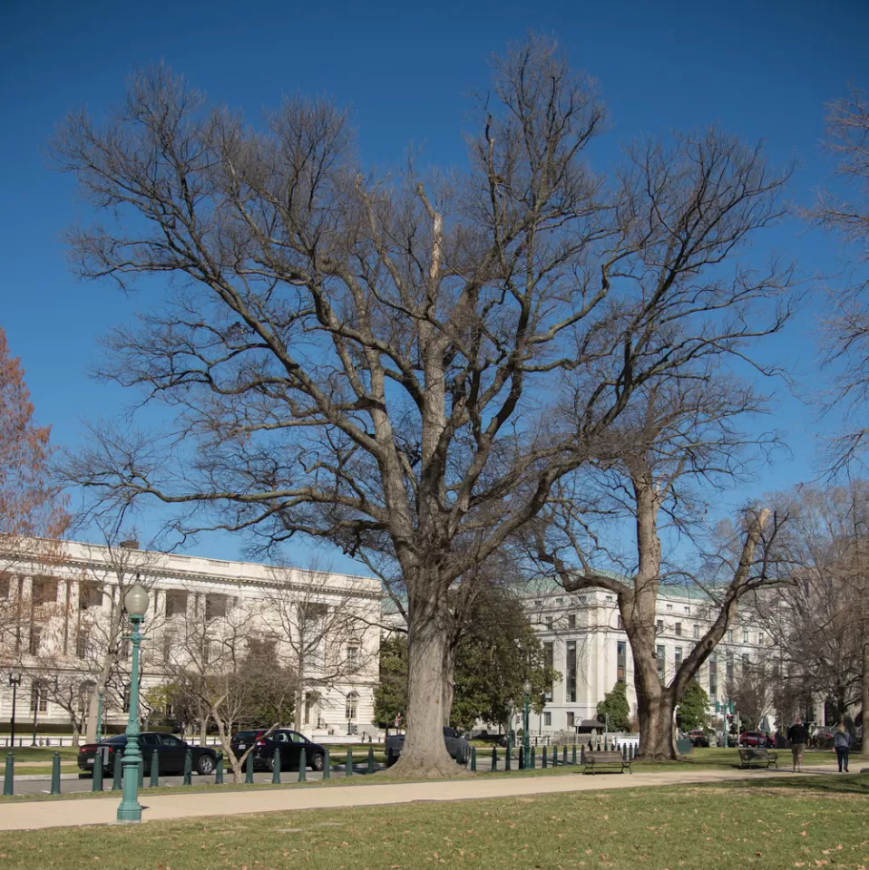 The Senator Gallinger tree on the U.S. Capitol Grounds during winter.