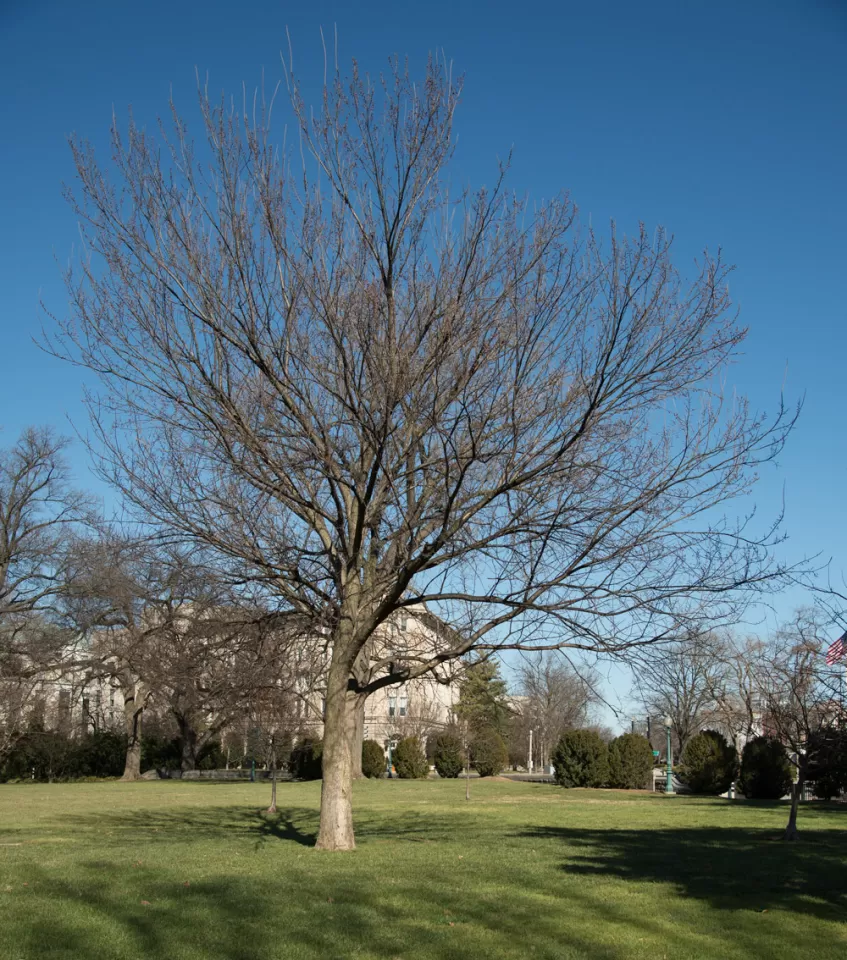 The Senator Kerrey tree on the U.S. Capitol Grounds during winter.