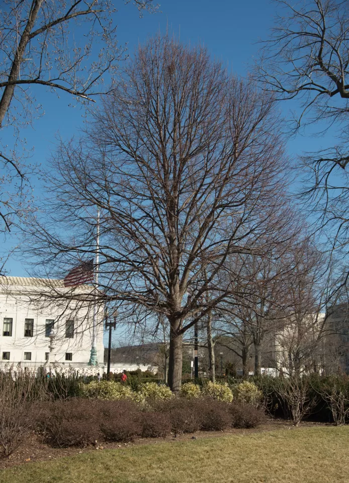 The Senator Zorinsky tree on the U.S. Capitol Grounds during winter.