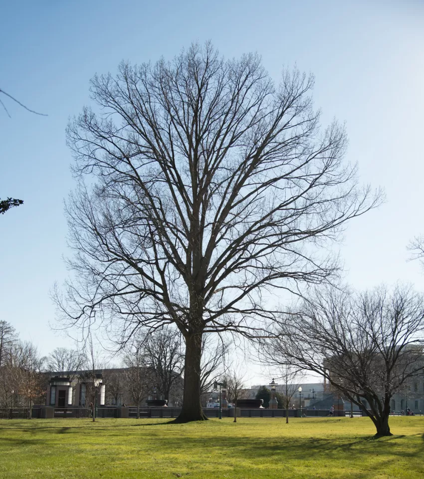 The Senator Thomas P. Gore tree on the U.S. Capitol Grounds during winter.