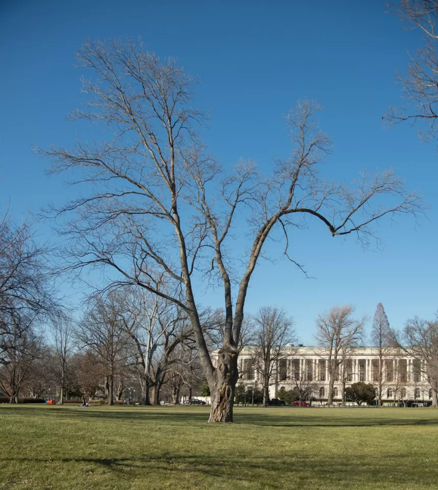The Senator Willard Saulsbury tree on the U.S. Capitol Grounds during winter.