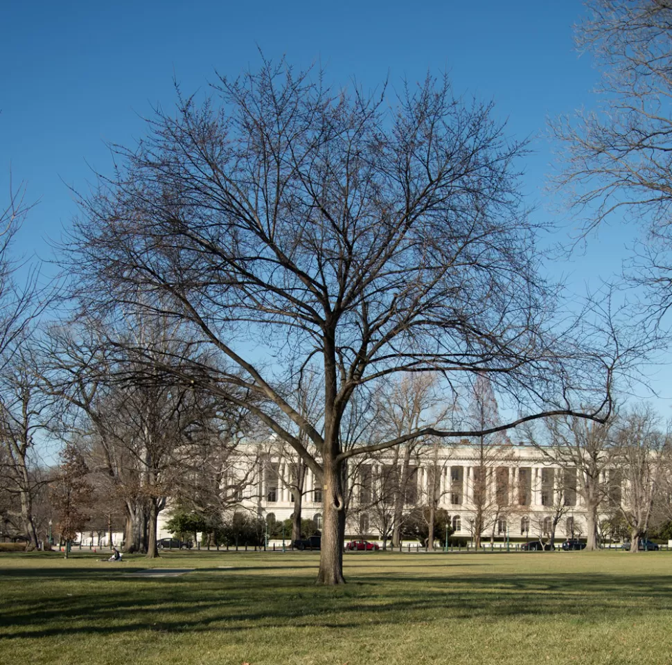 The Liberty Elm tree on the U.S. Capitol Grounds during winter.