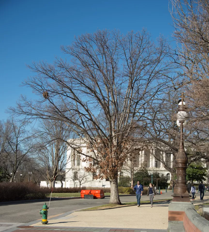 Tree for the state of Maryland on the U.S. Capitol Grounds during winter.