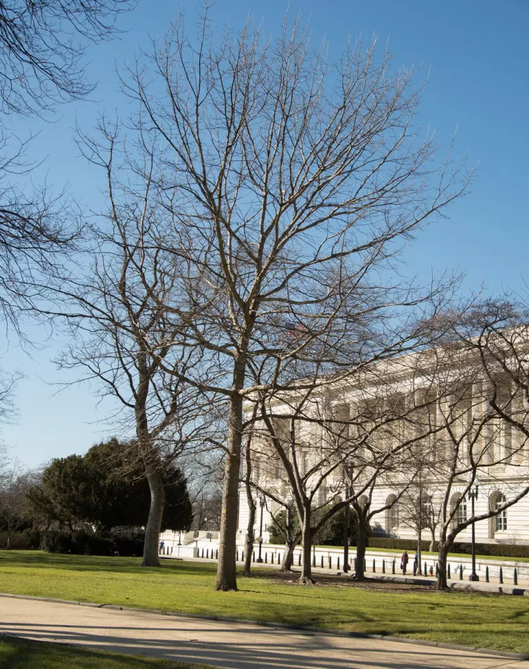 The Senator Byrd tree on the U.S. Capitol Grounds during winter.