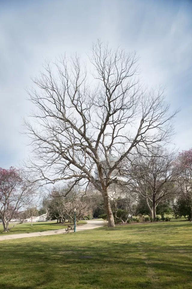 The Rep. Slayden tree on the U.S. Capitol Grounds during winter.