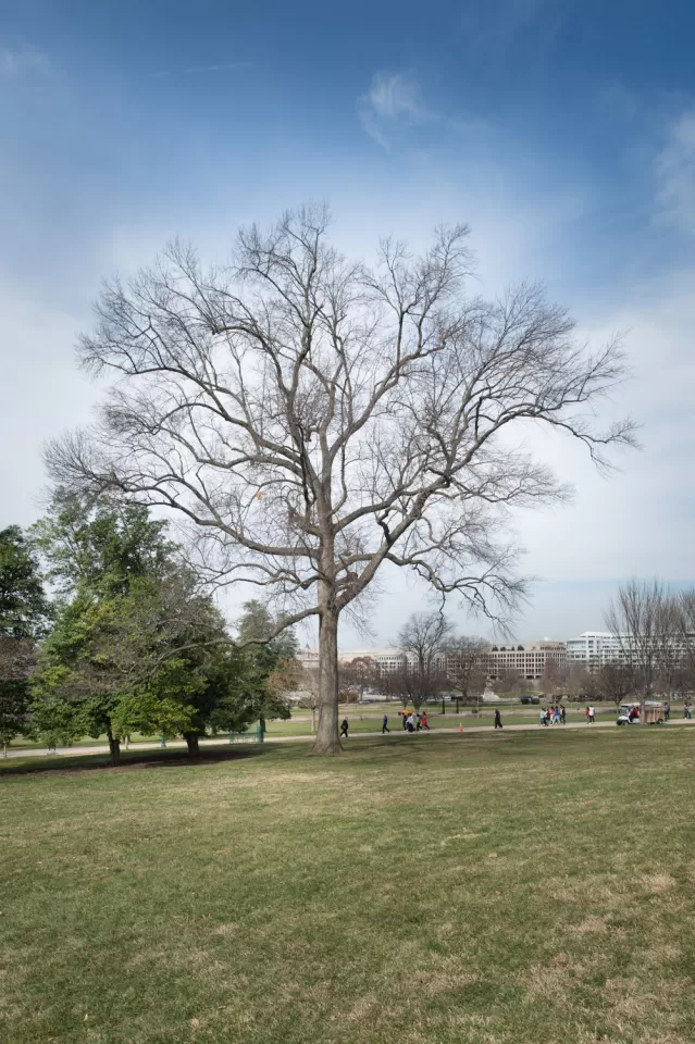 The Rep. Marlin Olmsted tree on the U.S. Capitol Grounds during winter.