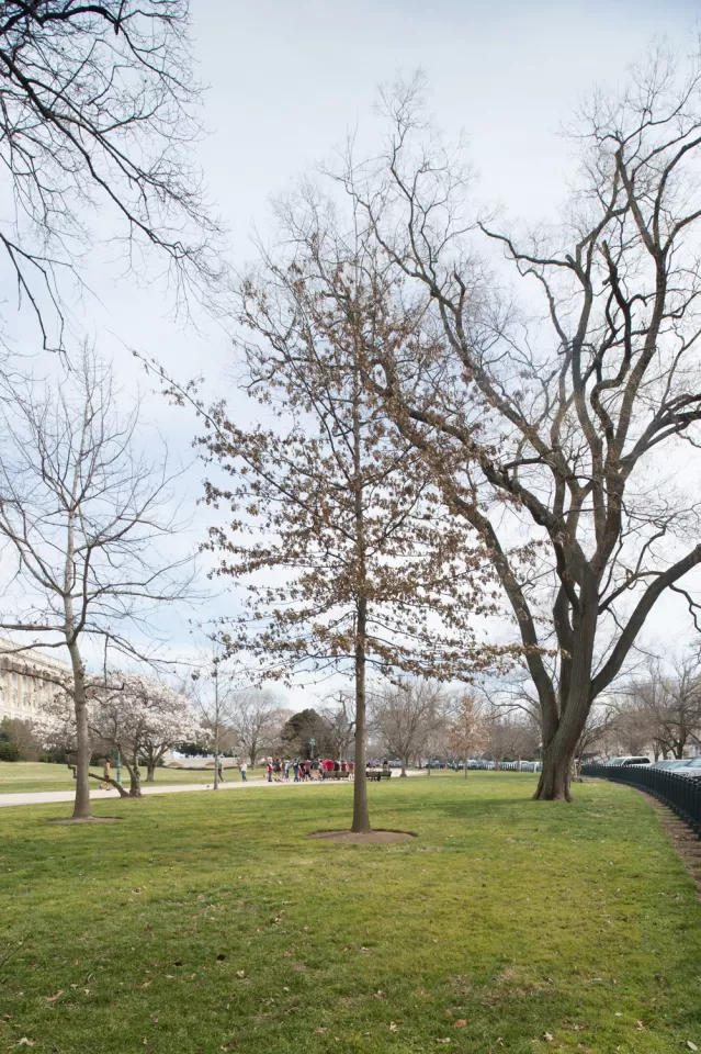 The Rep. Andrew Maguire tree on the U.S. Capitol Grounds during winter.