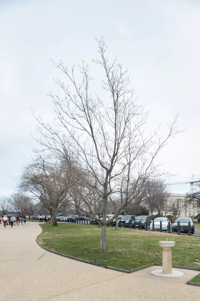 The Rep. Don Fuqua tree on the U.S. Capitol Grounds during winter.