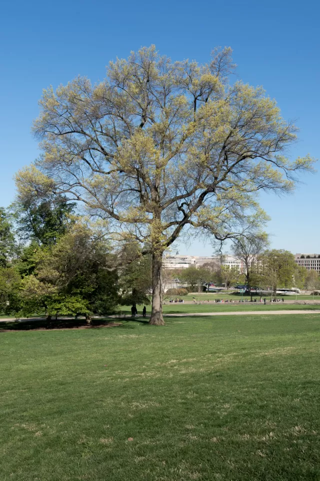 The Rep. Marlin Olmsted tree on the U.S. Capitol Grounds during spring.