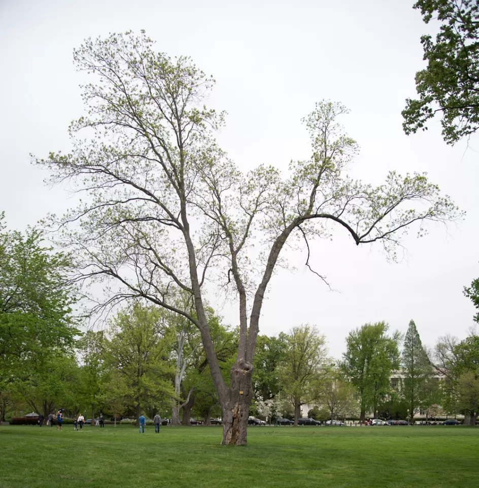 The Senator Willard Saulsbury tree on the U.S. Capitol Grounds during spring.