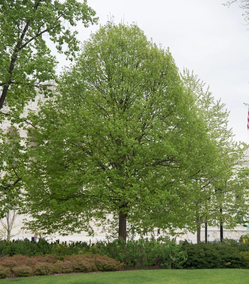 The Senator Zorinsky tree on the U.S. Capitol Grounds during spring.