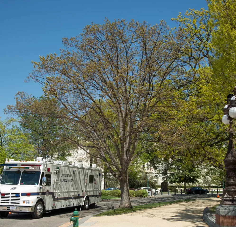 Tree for the state of Maryland on the U.S. Capitol Grounds during spring.
